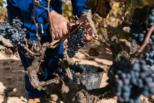 Unrecognizable horticulturist cutting vine in farm