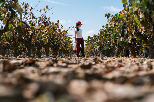 Female with bucket standing in vineyard
