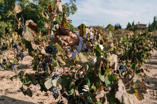 Woman picking ripe grapes in vineyard