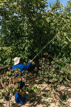 Anonymous farmer harvesting nuts on plantation
