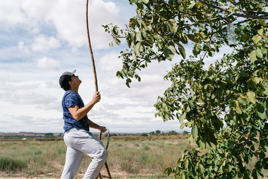 Pensive horticulturist collecting walnuts from tree