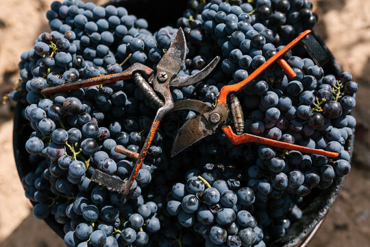 Harvested grapes and secateurs in farm