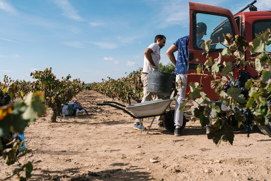 Men loading car with grape harvest