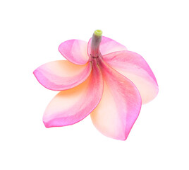 Fototapeta na wymiar Pink plumeria flower, frangipani or plumeria , tropical flowers isolated on white background