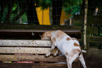 Selective focus photo. Goat finding food in wooden box.