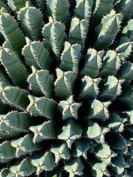 Pattern of cactus plants