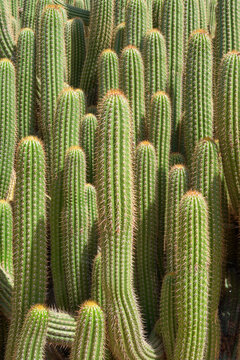 Tall cactus plants