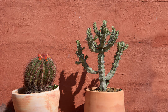 Large cactus plants in pots
