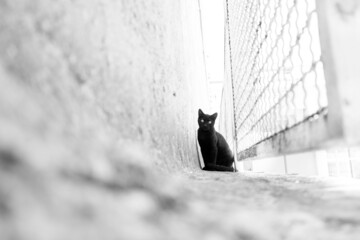 Black cat
