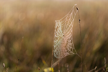 Dawn in the field. Colored web covered with dew. Meadow in Russia. Front view.