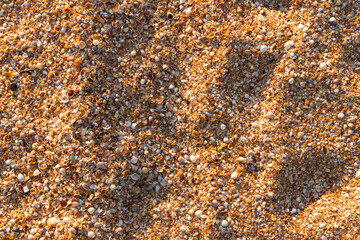 A background of shells on a seashell beach. A large number of small shells. Top view. Flat lay.