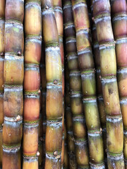 sugar cane stalks - 473681774