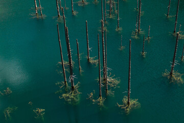 Aerial Shot Of Sunken Forest