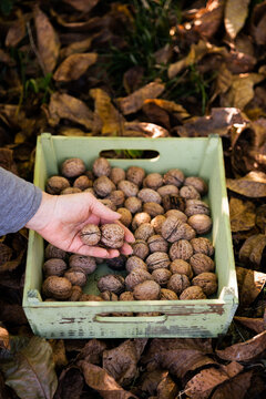 Woman placing walnuts in a crate