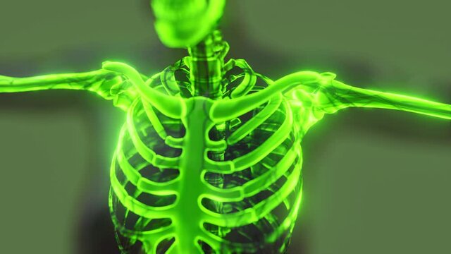 glow skeletal bones of human