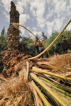 Worker cutting a palm