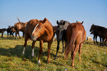 Herd of horses in the field mammals animals landscape