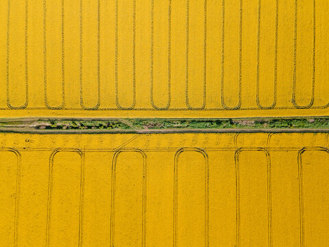 Colorful crop on field