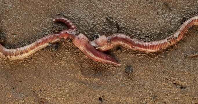 European nightcrawler earthworms mating on clay soil.