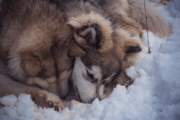 Malamute siblings playing in snow. Two best friends having fun in the outdoors. Fluffy Northern breed dogs. Selective focus on the details, blurred background.