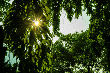 Obraz premium Light between the leaves