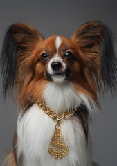 Cheerful doggy with golden dollar chain against gray background