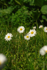 White daisies (Bellis perennis) reaching for the sun, selective focus © prambuwesas