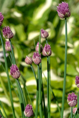 Purple flowers of Chives (Allium schoenoprasum) in the garden, selective focus
