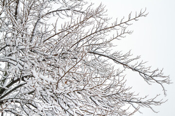 Snow-covered tree branches against the background of an overcast winter sky.