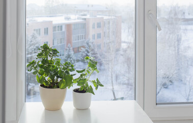 green house plants by window in winter