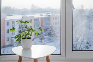 green house plants by window in winter