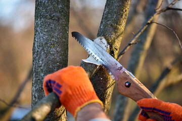 Hands with gloves of gardener doing maintenance work, pruning trees in autumn - obrazy, fototapety, plakaty