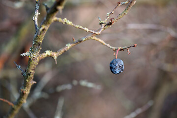 Picturesque autumn background with a blackthorn berry on a branch. Wrinkled berry of blackthorn on...
