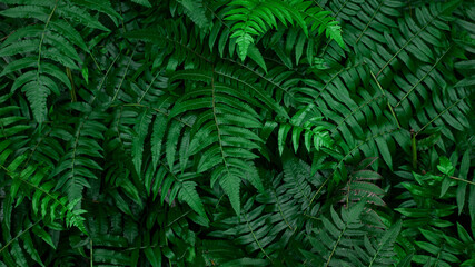Naklejka na ściany i meble closeup nature view of tropical fern leaves background, dark nature concept