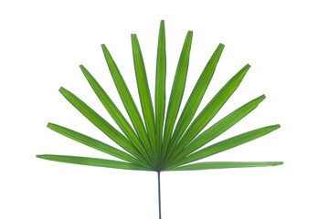 closeup beautiful palm leaf isolated on white background