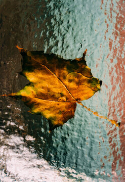 Maple leaf.