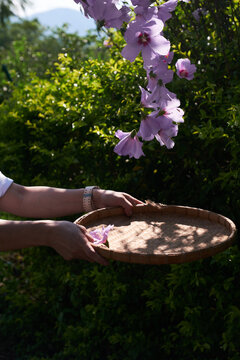Beautiful hibiscus flowers thrown up in basket
