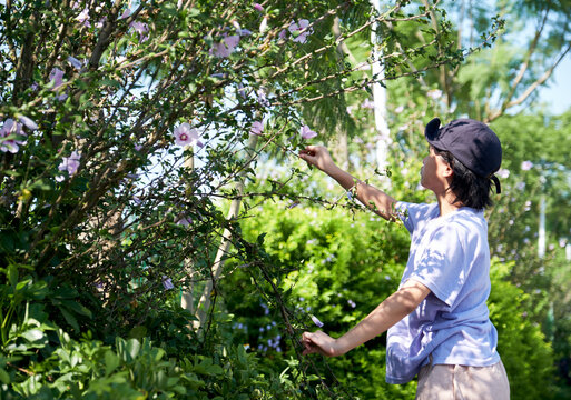 Asian little girl picking hibiscus flowers