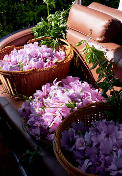 Beautiful hibiscus flowers in a basket