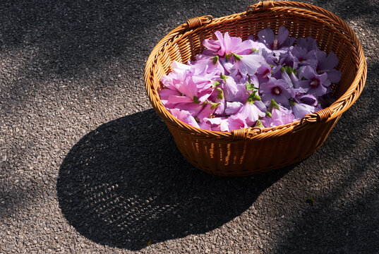 Beautiful hibiscus flowers in a basket