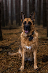 Senior German Shepherd Dog Portrait in Forest