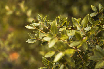Dry tree leaves in the forest