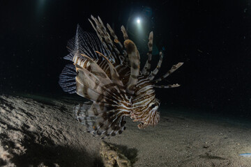 Lion fish in the Red Sea colorful fish, Eilat Israel
