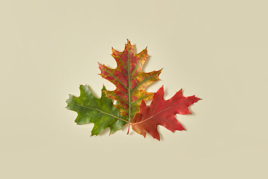 Three oak leaves in one