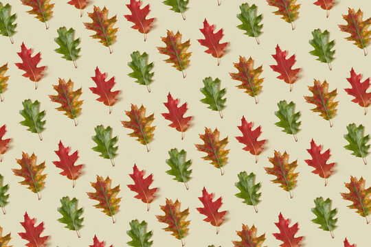 Pattern of colored oak leaves