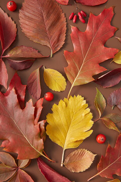 Closeup of autumnal leaves and berries