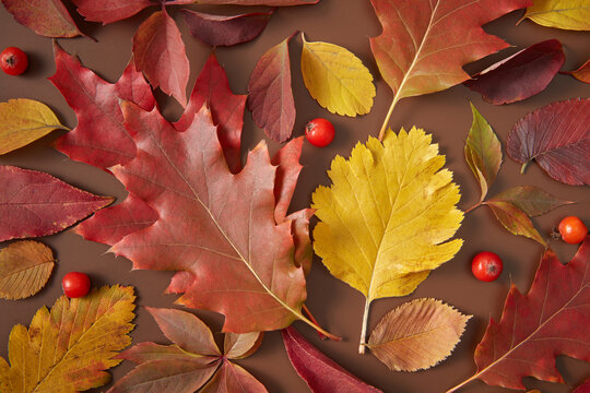 Closeup of leaves and berries