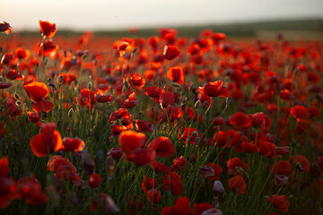 Fototapeta premium Red poppy field at sunset.