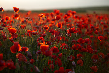 Red poppy field at sunset.