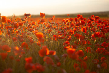 Red poppy field at sunset.